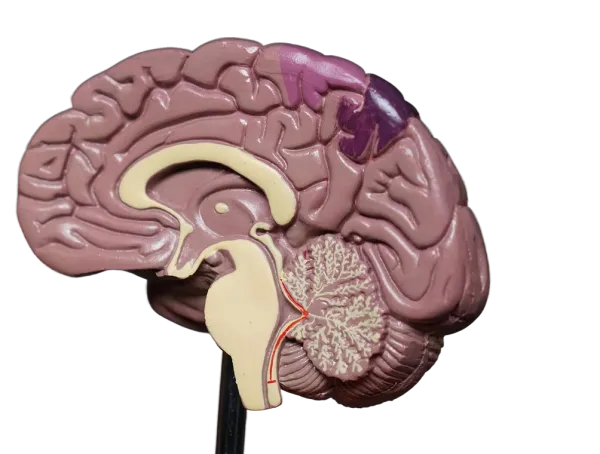 Cross-section of a brain model